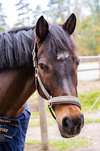 Innkalling til Årsmøte i Dikemark Rideklubb